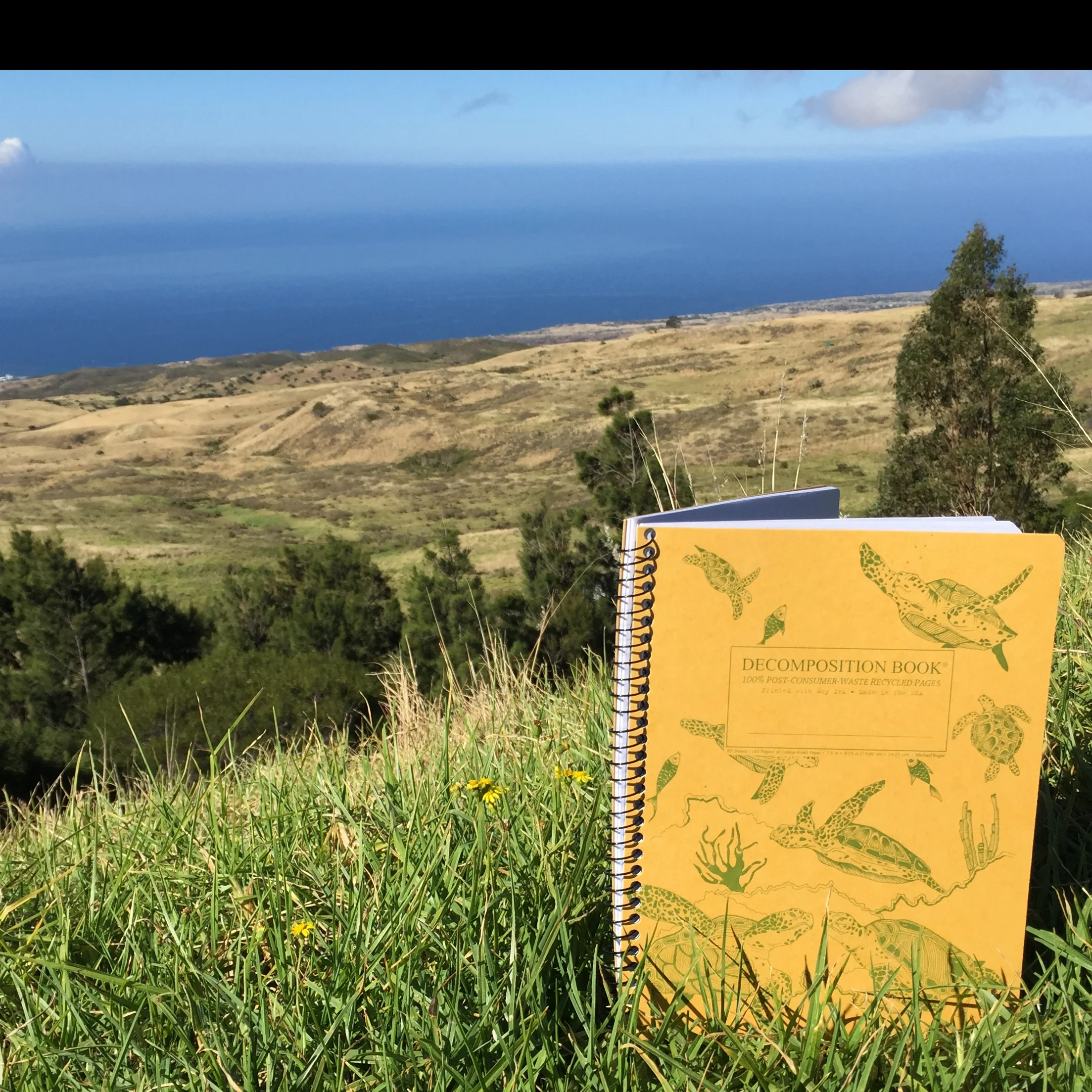 Sea Turtles Decomposition Book - Image 4